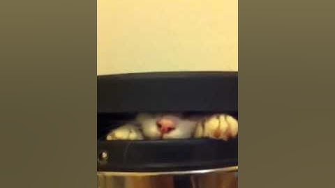 Mon chat dans la poubelle