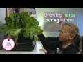 Fun things to do with kids: Grow your own herbs with an Aero Garden!