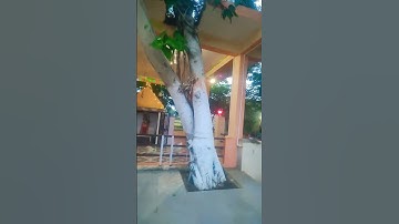 बेलपत्र और पीपल के पेड़ के नीचे घी या सरसों का दीपक लगाने से धन संपदा की कभी कमी नहीं होती