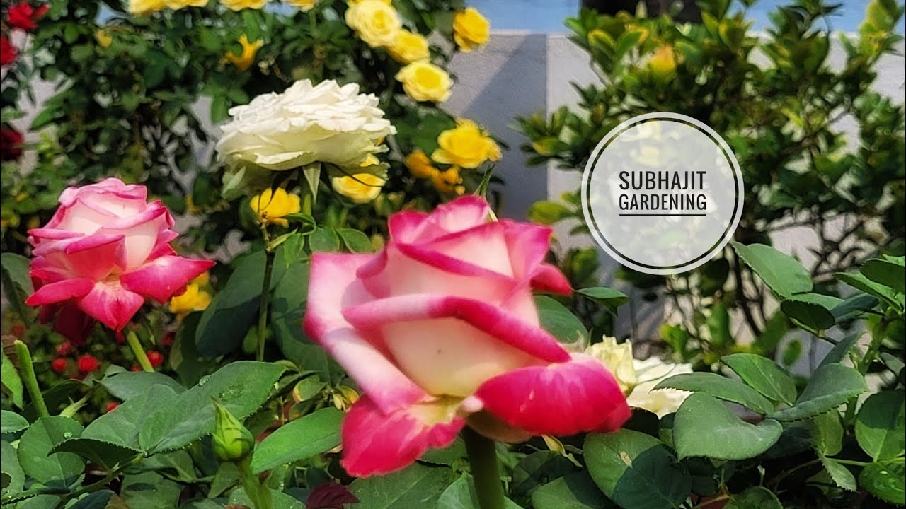Subhajit Gardening Rose Care YouTube