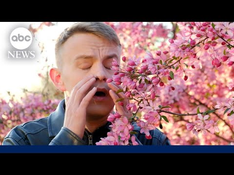 Video: Springtime allergier: Hvordan de kan påvirke kjæledyret ditt