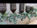 Tips for growing kale in plastic bottles without care