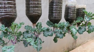 Tips for growing kale in plastic bottles without care