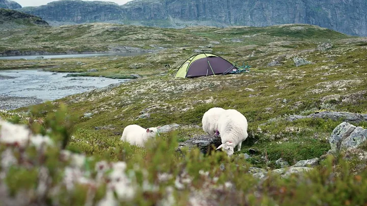 14877017 3840 2160 50fps