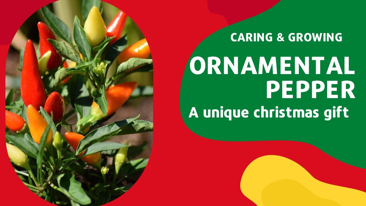 Grow ornamental pepper at home | Brilliant House Plant