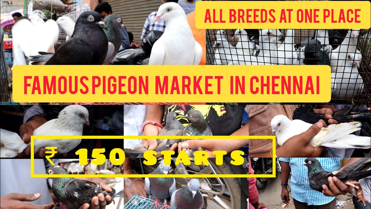 Pura_Market|Chennai_Pet_Market|Broadway_Pet_Market|Kozhi_Market|Pet_Market| #புறா #pura #கர்ணபுறா