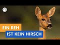 Das reh ist nicht die frau vom hirsch  das kleine 1x1 der artenkunde  planet schule