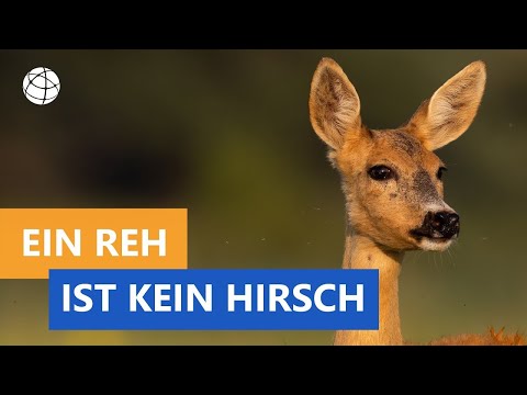 Video: Wie heißen Hirsche?