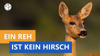 Das Reh ist nicht die Frau vom Hirsch - Das kleine 1x1 der Artenkunde | Planet Schule