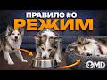 Правильный режим дня со щенком когда заниматься кормить и отдыхать