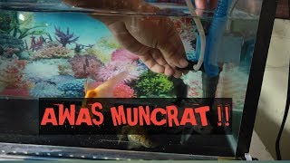 Cara Membuat Gelembung Udara Aquarium