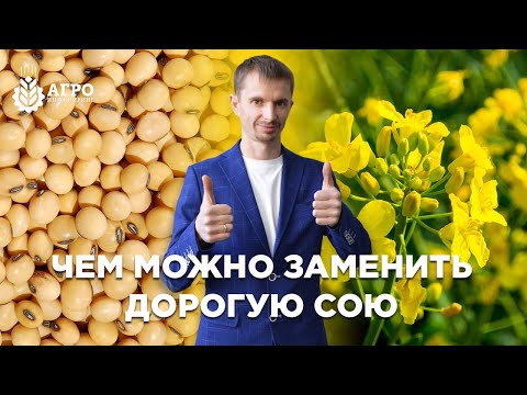 Чем можно заменить сою и удешевить производство корма.