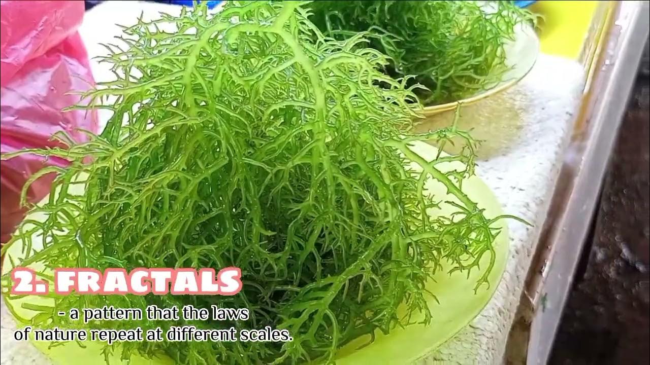 natural-patterns-in-nature-for-educational-purposes-only-pleaselike