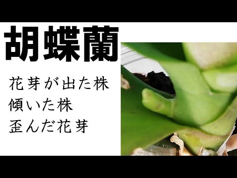 蘭 胡蝶蘭 傾いた株 花芽が出た出ない 歪んだ花芽 Youtube