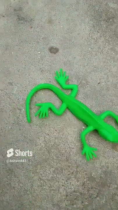 chhipkali dance video #chhipkali #gecko #lizard #shorts