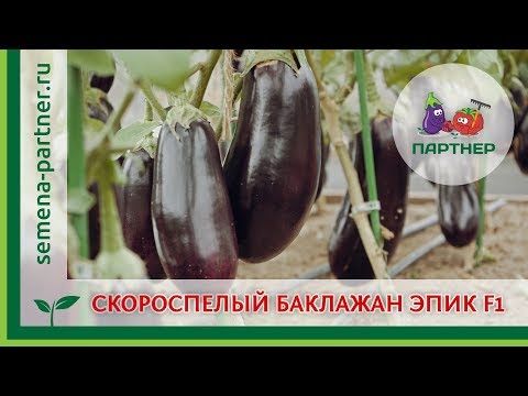 Video: Eggplant Epic F1: atsauksmes, apraksts, audzēšana, raža