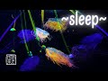 The Most Beautiful Flower💐Hat Jellyfish🪼4K UHD &amp; Music to Fall Asleep🥱 Quickly 12HRS