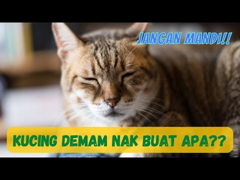 Video: Langkah-langkah untuk Mengenalpasti dan Menghilangkan Kebimbangan pada Haiwan Peliharaan