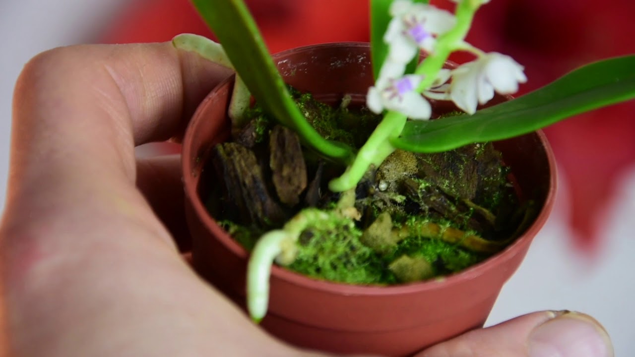 Tuberolabium quisumbingii: Mini-Orchidee aus Luzon im Porträt