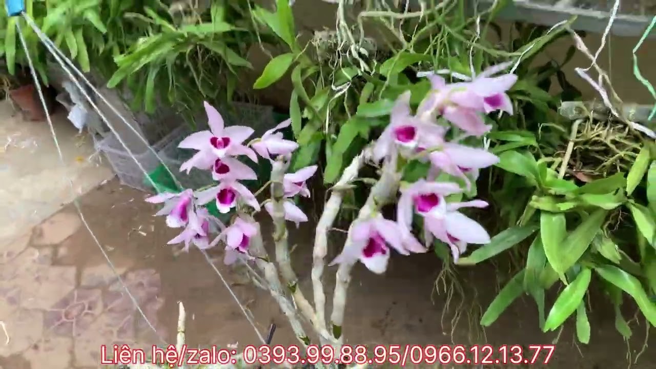 Trưa 7/3 rất nhiều dòng hoa đẹp giá rẻ yêu thương…LH 0393.99.88.95/0966.12.13.77