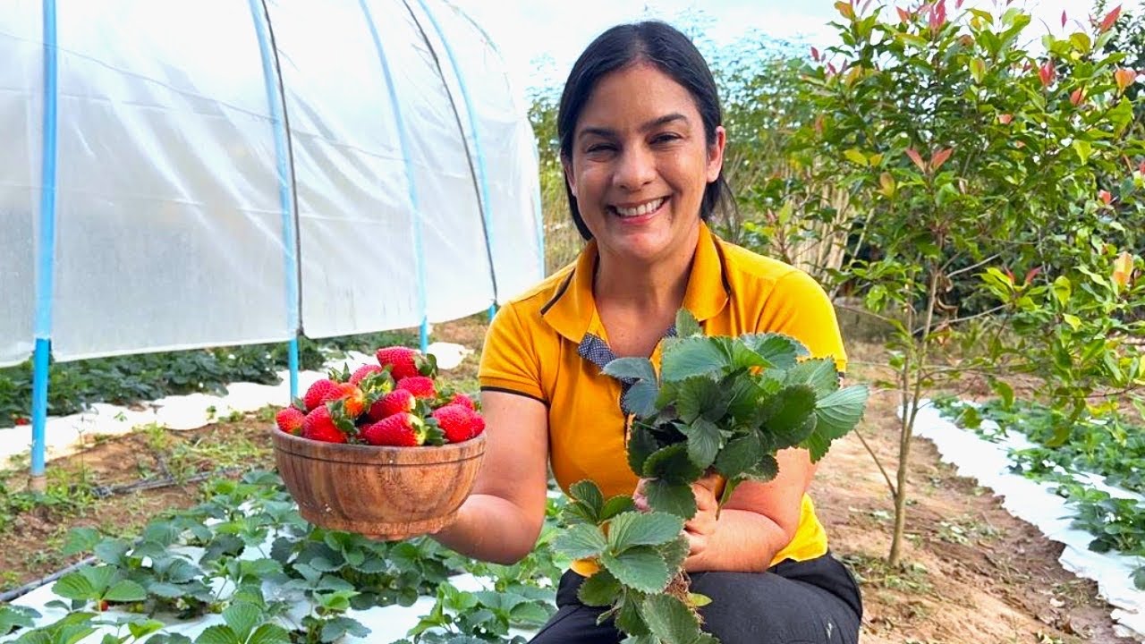 Como plantar morangos e ter uma ótima produção