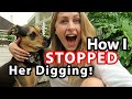 STOP Your DOG DIGGING in the Yard (GUARANTEED!)