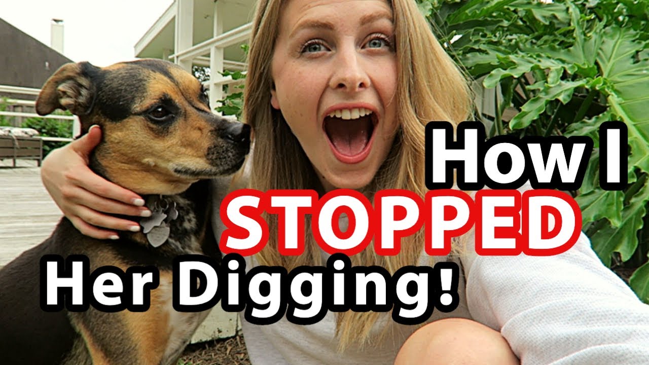 how can you get a dog to stop digging holes