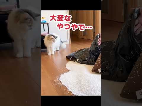 Yogiboをビリビリに破く姿にドン引きする猫 #Shorts