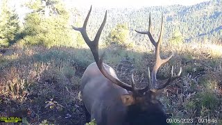 Bull Elk Trail Camera Videos - 2023 Compilation