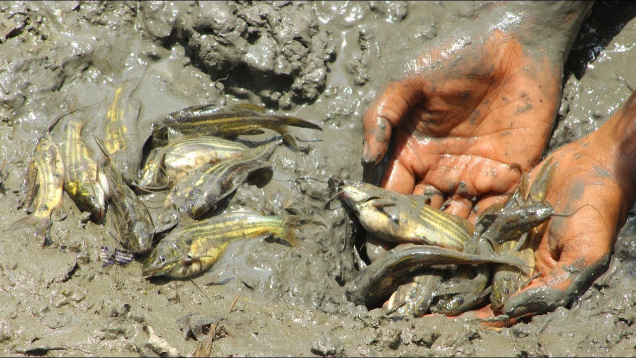 Fishing in Muddy Water Method Catching Tengra Fish in Hole by Hand