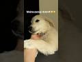Można zacząć dzień #dog #puppy #cat