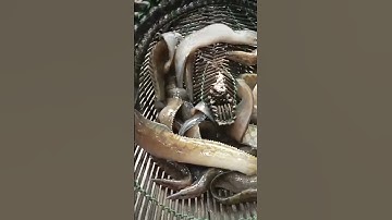 Hướng dẫn làm mồi đặt cá chạch lấu nhạy dính #cachach #huongdanlammoicachach #datlopcachach