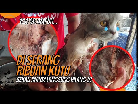 Grooming Kucing Kutuan. Kutunya Beribu 😱 . Sekali Grooming Langsung Bersih 👍