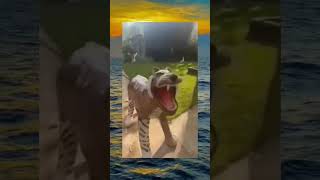 Download Lagu macan ketawa #2021 #2022 #2023 #animals #memes #2024 MP3