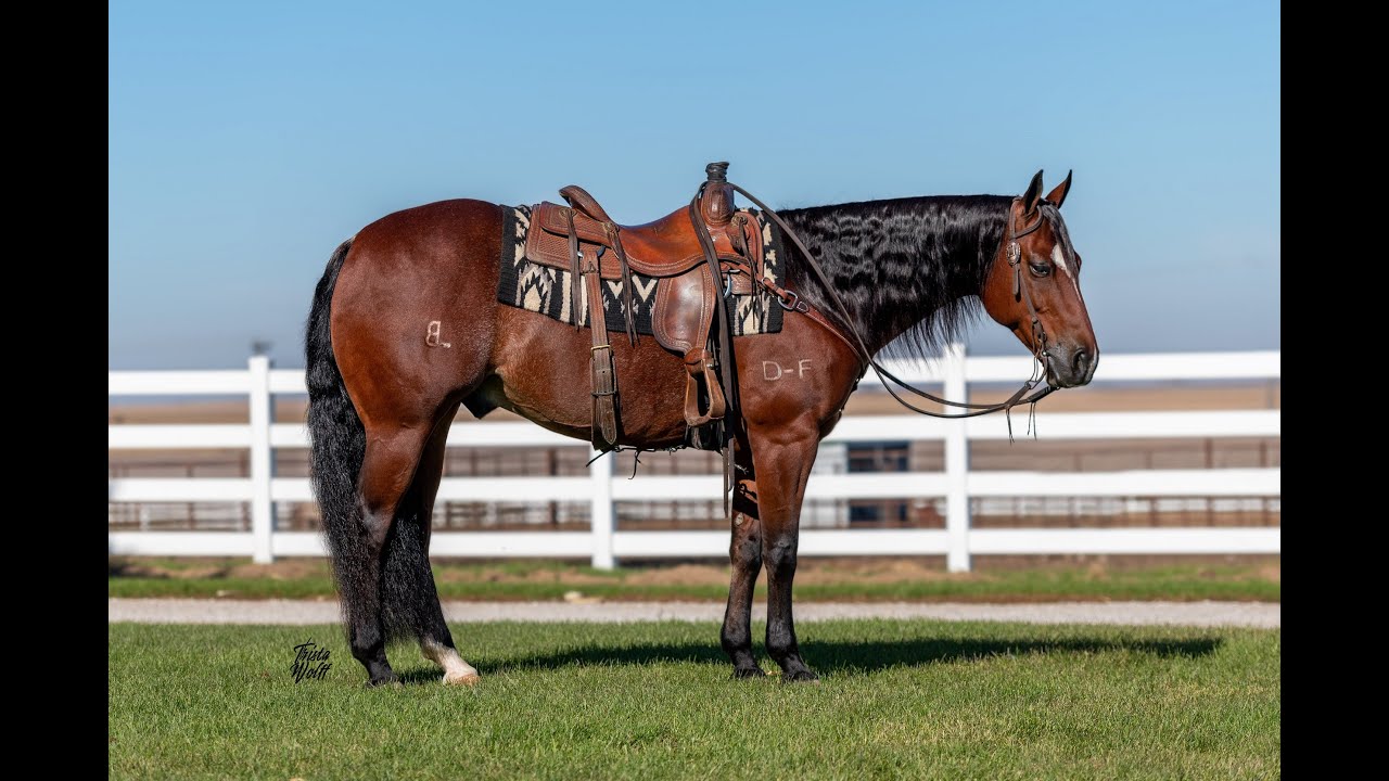 Lot 28 Benz 2012 AQHA Gelding Will be offered May 21st in the Five