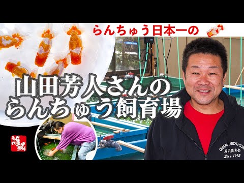 レア 希少 DVD らんちゅう飼育 山田芳人 hqdefault.jpg