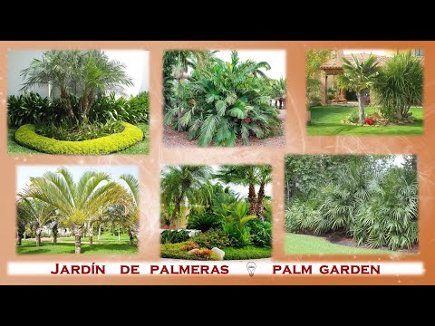 5 hermosas palmeras en miniatura para embellecer tu jardín