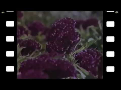 ვია \"რერო\" -  ყვავილების ქვეყანა