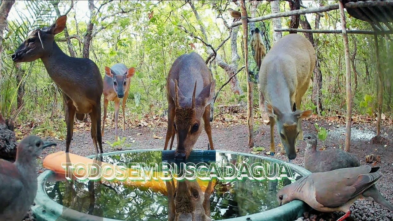 A vida selvagem em busca da água. Vejam momentos incríveis!