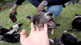 Jpot Kennel: Isy x Tom - Gopro Hero 4 by Jessica24 312 views 8 years ago 5 minutes, 9 seconds