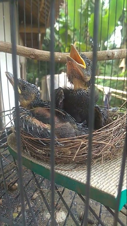 anakan burung srigunting hitam