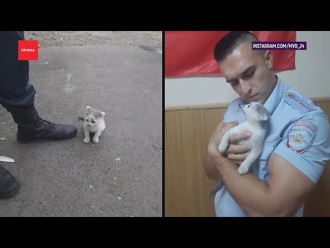 Милота дня: полицейский спас котенка