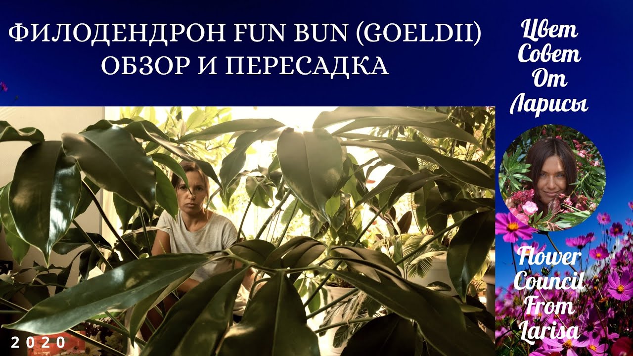 ФИЛОДЕНДРОН FUN BUN GOELDII ОБЗОР И ПЕРЕСАДКА 4К