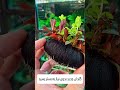 #گیاه #پلنت #plant