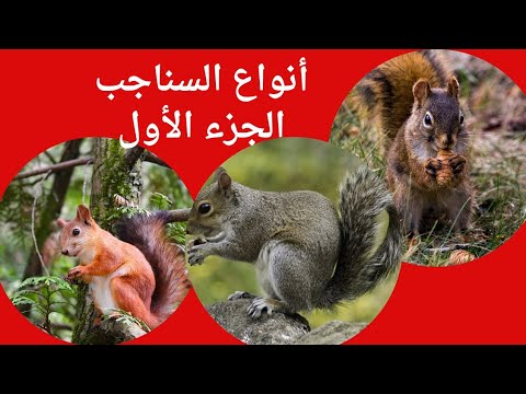 عالم الحيوانات البرية تعرف على انواع السناجب
