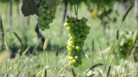 SmartVineyard™ Introduction