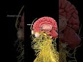 The Genius Wave Review 🔥 Does It Really Work? (2026) #brainhealth #brainpower #geniuswave