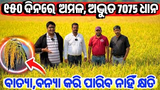 Best High Income New Rice Seed Vareity NP 7075 live farmer Odisha from Nuziveedu Seeds Company