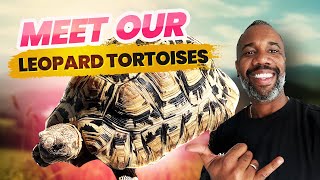 Leopard Tortoises Daily Routine And Maintenance