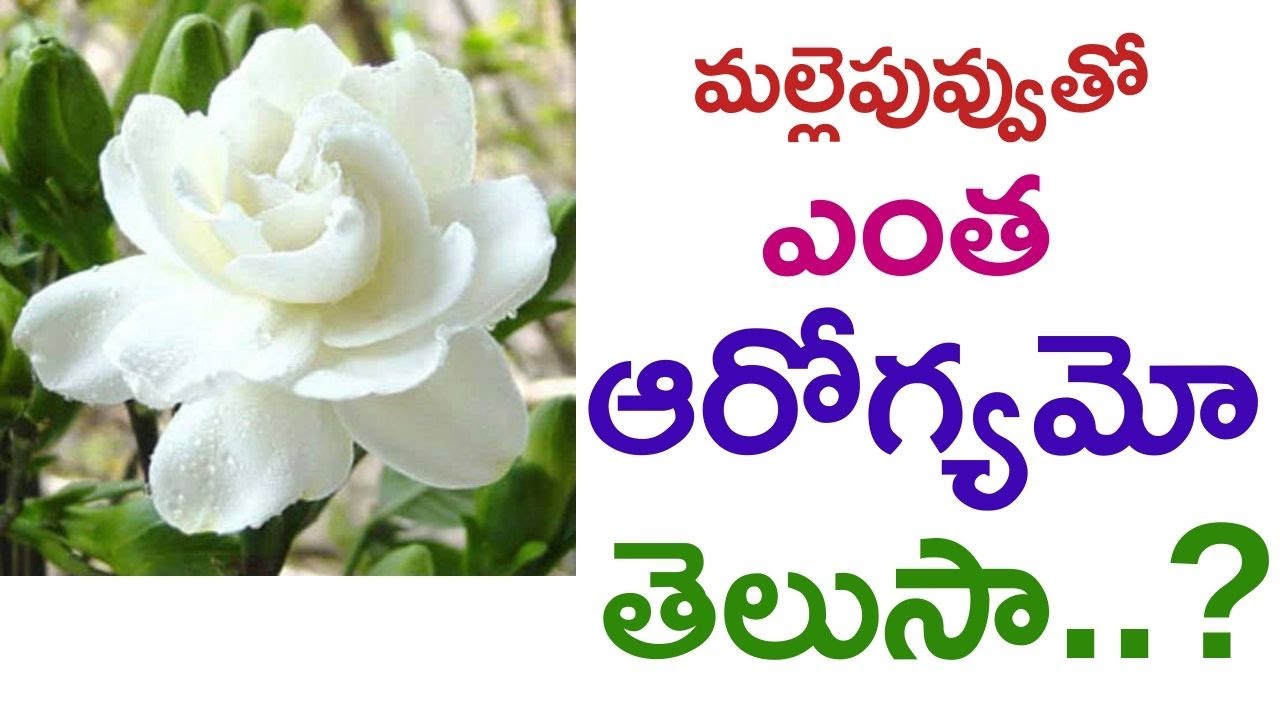 Health Benefits of Jasmine Flower Manandari Health YouTube
